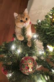 images (6)