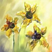 narcyssy nastja shsunflowers
