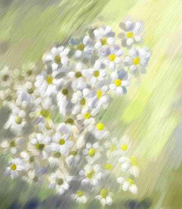 nastja sh.romashky