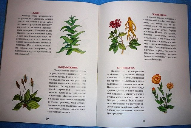 Подорожник