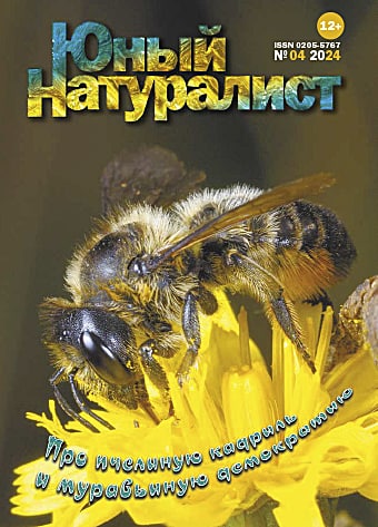 15Гавр