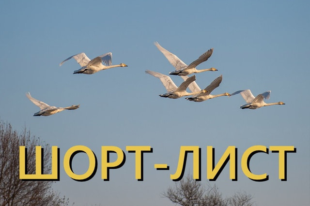 31тат поэзия