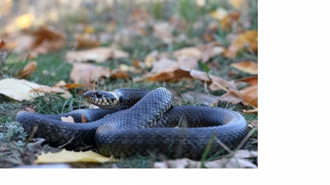 Уж